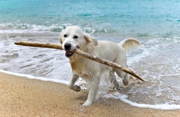 salento spiagge per cani italia