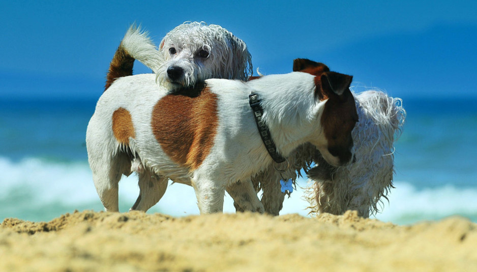 spiaggia per cani snoopy